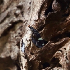 Porismus strigatus at Mongarlowe, NSW - suppressed