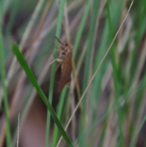 Lepidoptera unclassified ADULT moth at Mongarlowe, NSW - 27 Feb 2022