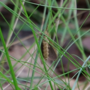 Lepidoptera unclassified ADULT moth at Mongarlowe, NSW - 27 Feb 2022