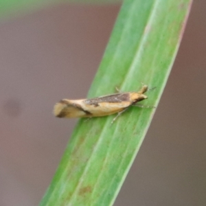 Thema chlorochyta at Mongarlowe, NSW - suppressed