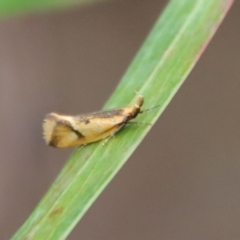 Thema chlorochyta at Mongarlowe, NSW - suppressed