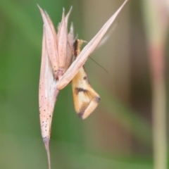 Thema chlorochyta at Mongarlowe, NSW - suppressed