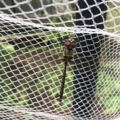 Hemicordulia tau (Tau Emerald) at Campbell, ACT - 27 Feb 2022 by Crash