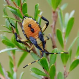 Amorbus sp. (genus) at Mongarlowe, NSW - suppressed