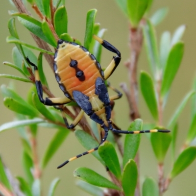 Amorbus sp. (genus) (Eucalyptus Tip bug) at Mongarlowe, NSW - 27 Feb 2022 by LisaH