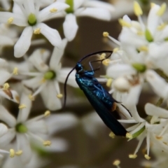 Pollanisus viridipulverulenta at Mongarlowe, NSW - suppressed