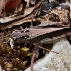 Cryptobothrus chrysophorus (Golden Bandwing) at Mongarlowe, NSW - 27 Feb 2022 by LisaH