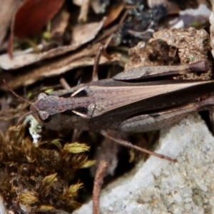 Cryptobothrus chrysophorus at Mongarlowe, NSW - 27 Feb 2022