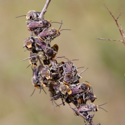 Lipotriches (Austronomia) australica at Mongarlowe River - 27 Feb 2022 by LisaH