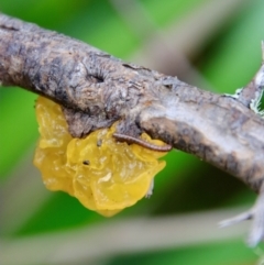 Tremella mesenterica (Witch's Butter or Yellow Brain) at Mongarlowe, NSW - 27 Feb 2022 by LisaH