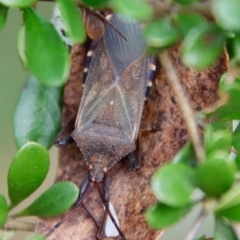 Amorbus sp. (genus) (Eucalyptus Tip bug) at Mongarlowe River - 27 Feb 2022 by LisaH