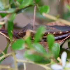 Amorbus sp. (genus) at Mongarlowe, NSW - 27 Feb 2022