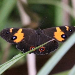 Tisiphone abeona (Varied Sword-grass Brown) at Cabbage Tree Creek, VIC - 27 Feb 2022 by drakes