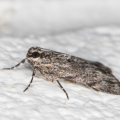 Spectrotrota fimbrialis at Melba, ACT - 3 Jan 2022 11:18 PM