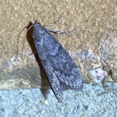 Heteromicta pachytera (Galleriinae subfamily moth) at Jerrabomberra, NSW - 27 Feb 2022 by SteveBorkowskis