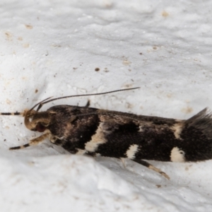 Macrobathra leucopeda at Melba, ACT - 3 Jan 2022