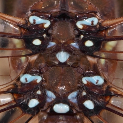 Adversaeschna brevistyla (Blue-spotted Hawker) at Evatt, ACT - 15 Feb 2015 by TimL