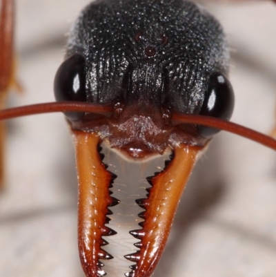 Myrmecia nigriceps (Black-headed bull ant) at Evatt, ACT - 28 Feb 2015 by TimL