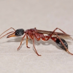 Myrmecia nigriceps at Evatt, ACT - 1 Mar 2015