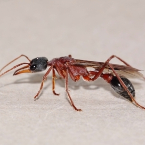 Myrmecia nigriceps at Evatt, ACT - 1 Mar 2015 06:57 AM