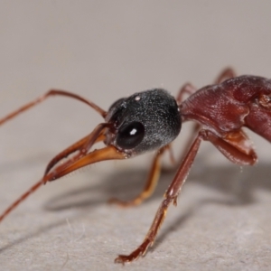 Myrmecia nigriceps at Evatt, ACT - 1 Mar 2015