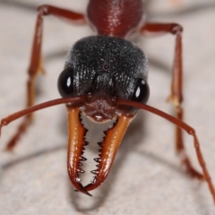 Myrmecia nigriceps at Evatt, ACT - 1 Mar 2015