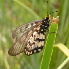 Acraea andromacha (Glasswing) at Molonglo Valley, ACT - 27 Feb 2022 by MatthewFrawley