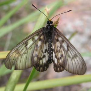 Acraea andromacha at Molonglo Valley, ACT - 27 Feb 2022 12:17 PM