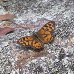 Geitoneura klugii (Marbled Xenica) at Molonglo Valley, ACT - 27 Feb 2022 by MatthewFrawley