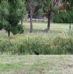 Porphyrio melanotus (Australasian Swamphen) at Forde, ACT - 25 Feb 2022 by pixelnips