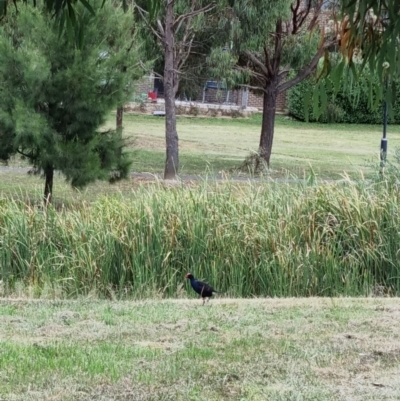 Porphyrio melanotus (Australasian Swamphen) at Forde, ACT - 25 Feb 2022 by pixelnips