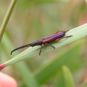 Brachytria jugosa at Molonglo Valley, ACT - 27 Feb 2022 12:25 PM