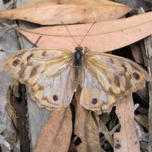 Heteronympha merope at Molonglo Valley, ACT - 27 Feb 2022