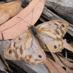 Heteronympha merope at Molonglo Valley, ACT - 27 Feb 2022