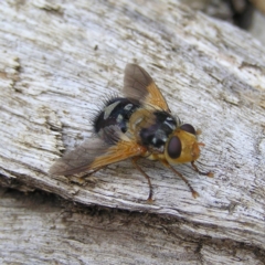 Microtropesa sp. (genus) (Tachinid fly) at Molonglo Valley, ACT - 27 Feb 2022 by MatthewFrawley