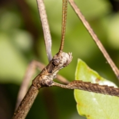 Acrophylla titan (Titan Stick Insect) at Jerrabomberra, NSW - 27 Feb 2022 by MarkT