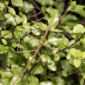 Acrophylla titan at Jerrabomberra, NSW - 27 Feb 2022