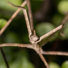 Acrophylla titan at Jerrabomberra, NSW - 27 Feb 2022