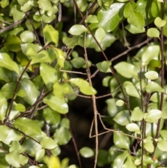 Acrophylla titan at Jerrabomberra, NSW - suppressed