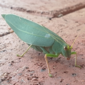 Torbia viridissima at Turner, ACT - 28 Feb 2022 09:59 AM