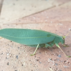 Torbia viridissima at Turner, ACT - 28 Feb 2022 09:59 AM