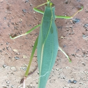 Torbia viridissima at Turner, ACT - 28 Feb 2022 09:59 AM