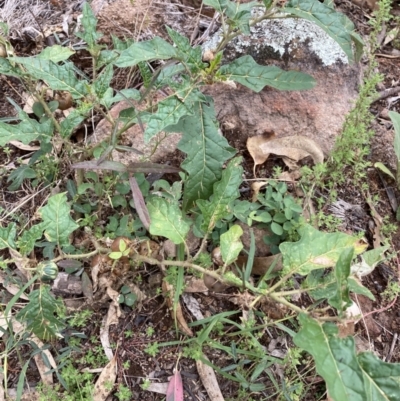 Solanum cinereum (Narrawa Burr) at Coree, ACT - 27 Feb 2022 by Jenny54