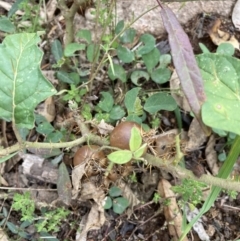 Solanum cinereum at Coree, ACT - 28 Feb 2022