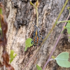 Amorbus alternatus (Eucalyptus Tip Bug) at Hackett, ACT - 27 Feb 2022 by WalterEgo