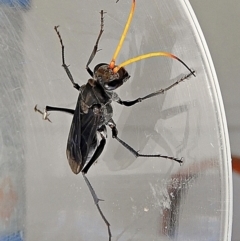 Fabriogenia sp. (genus) (Spider wasp) at Crooked Corner, NSW - 28 Feb 2022 by Milly