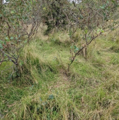 Microlaena stipoides (Weeping Grass) at Watson, ACT - 28 Feb 2022 by abread111