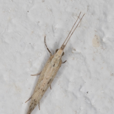 Plutella xylostella (Diamondback Moth) at Melba, ACT - 3 Jan 2022 by kasiaaus