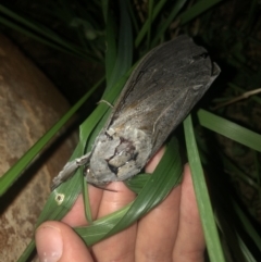 Abantiades (genus) (A Swift or Ghost moth) at Michelago, NSW - 27 Feb 2022 by Gundharwar2