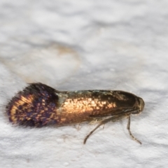Heliozela (genus) (Heliozelidae moth) at Melba, ACT - 3 Jan 2022 by kasiaaus